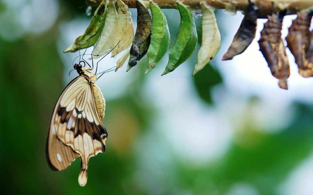 Transclude: The One Word That Explains How Real Change Works